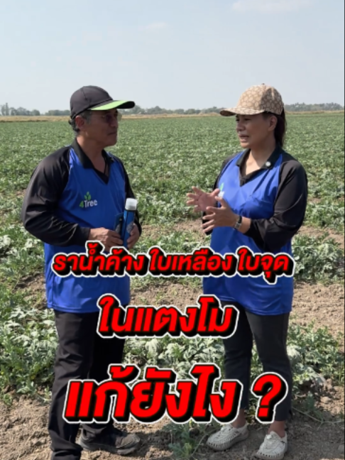 @4Tree A4S Thailand