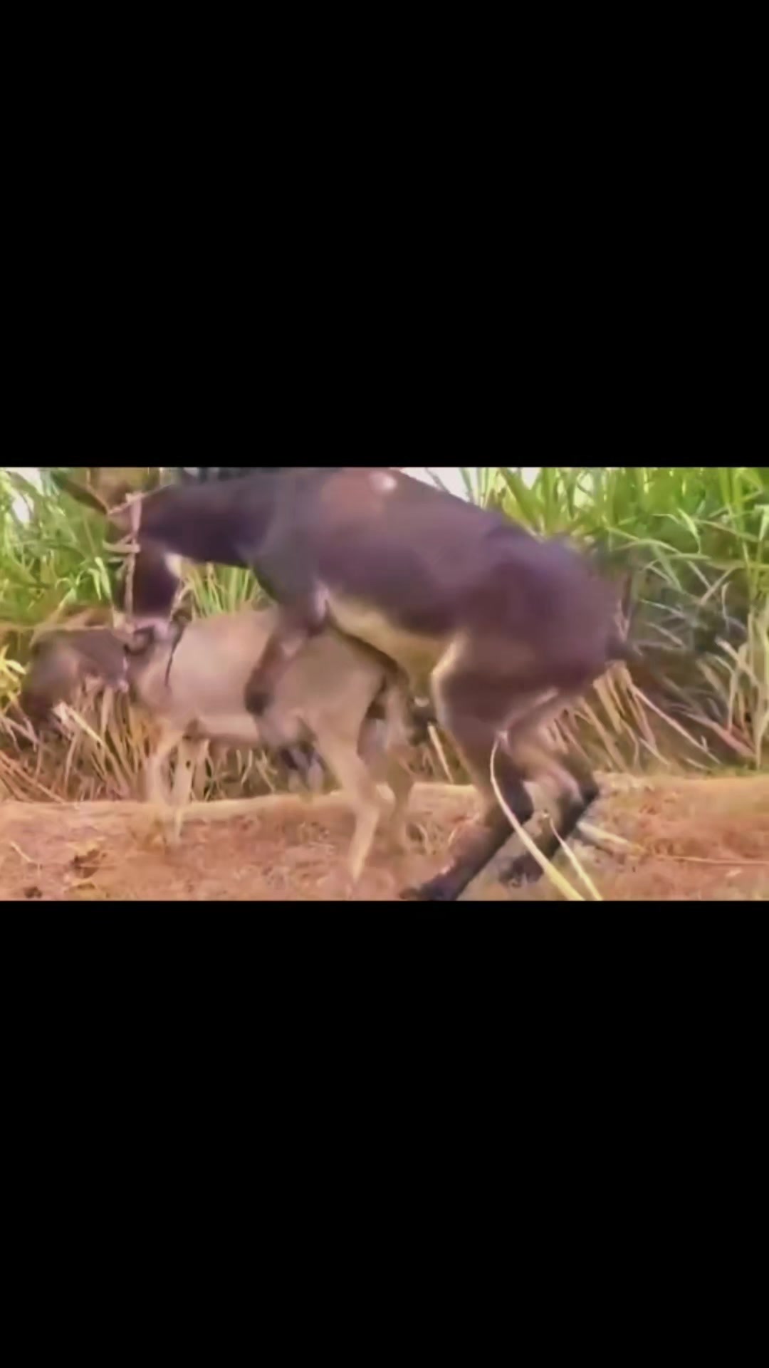 @love animal