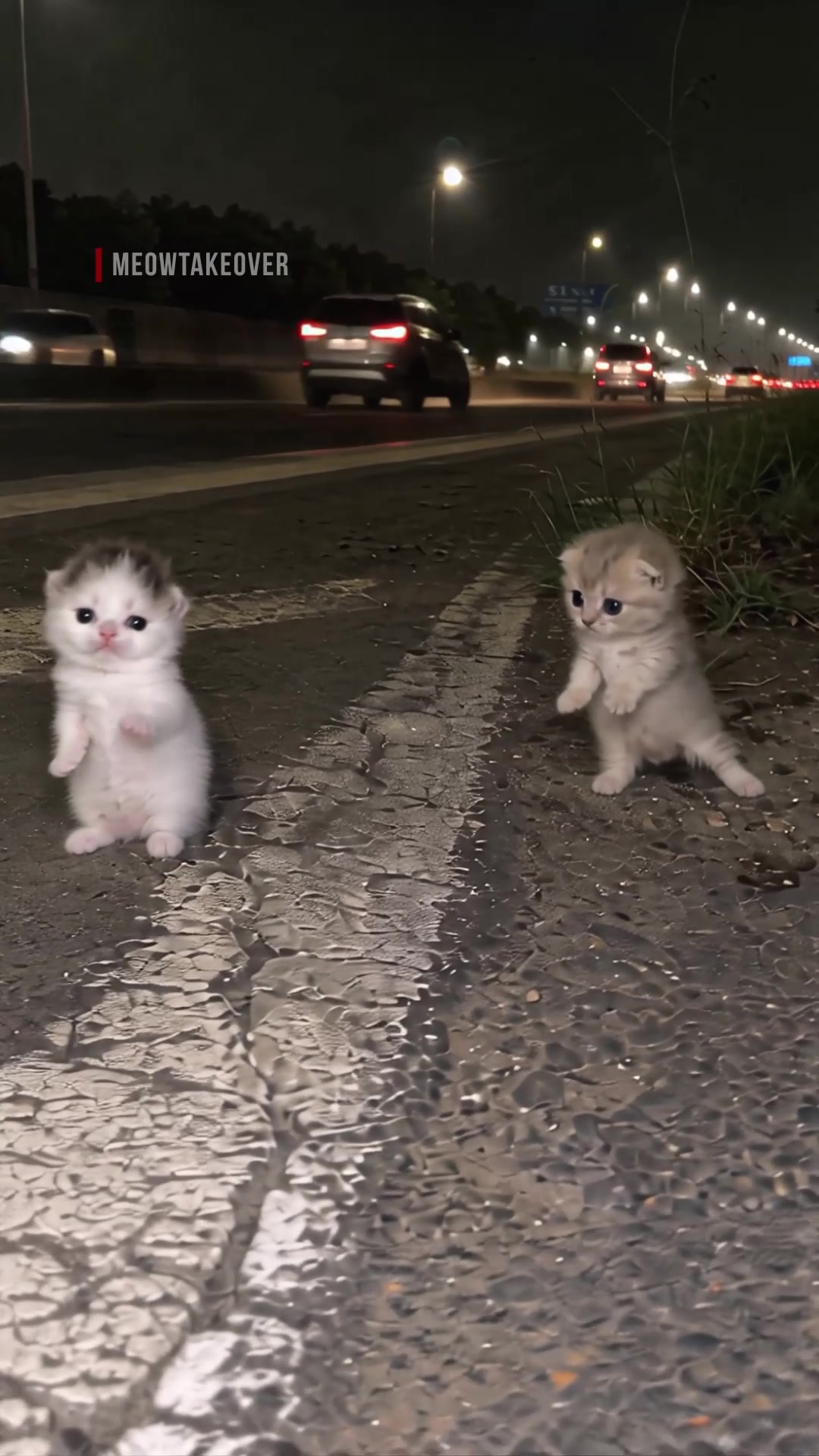 @meowtakeover