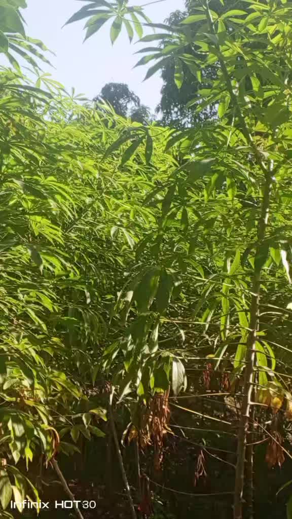 @El perijanero