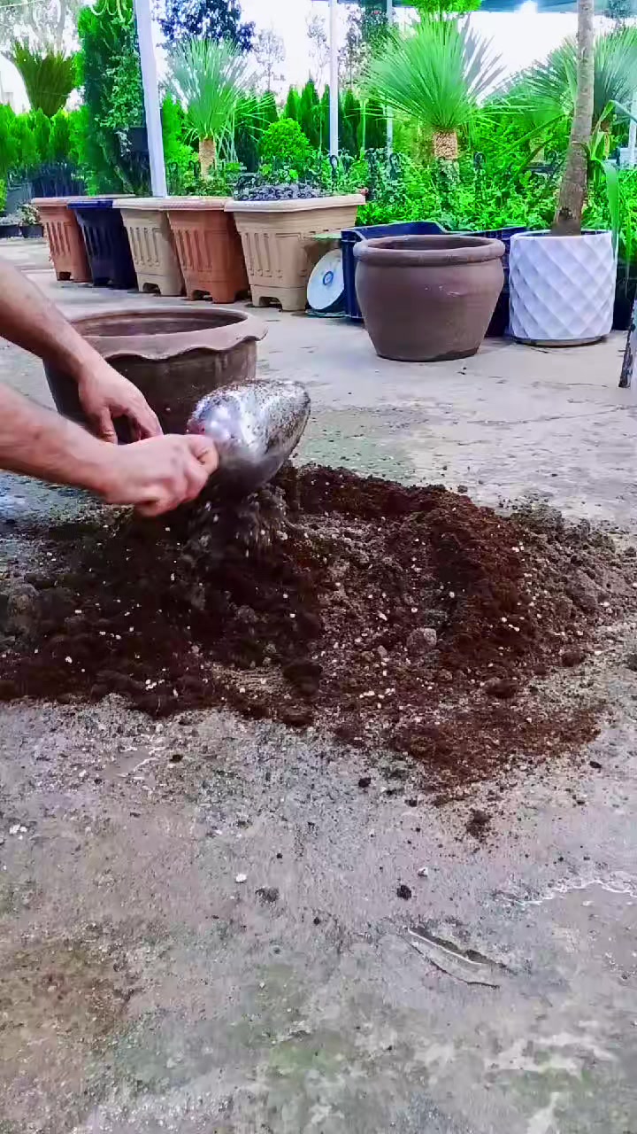 @🍂گوردسـتآنيـﮯ✨ عمـر 🌺