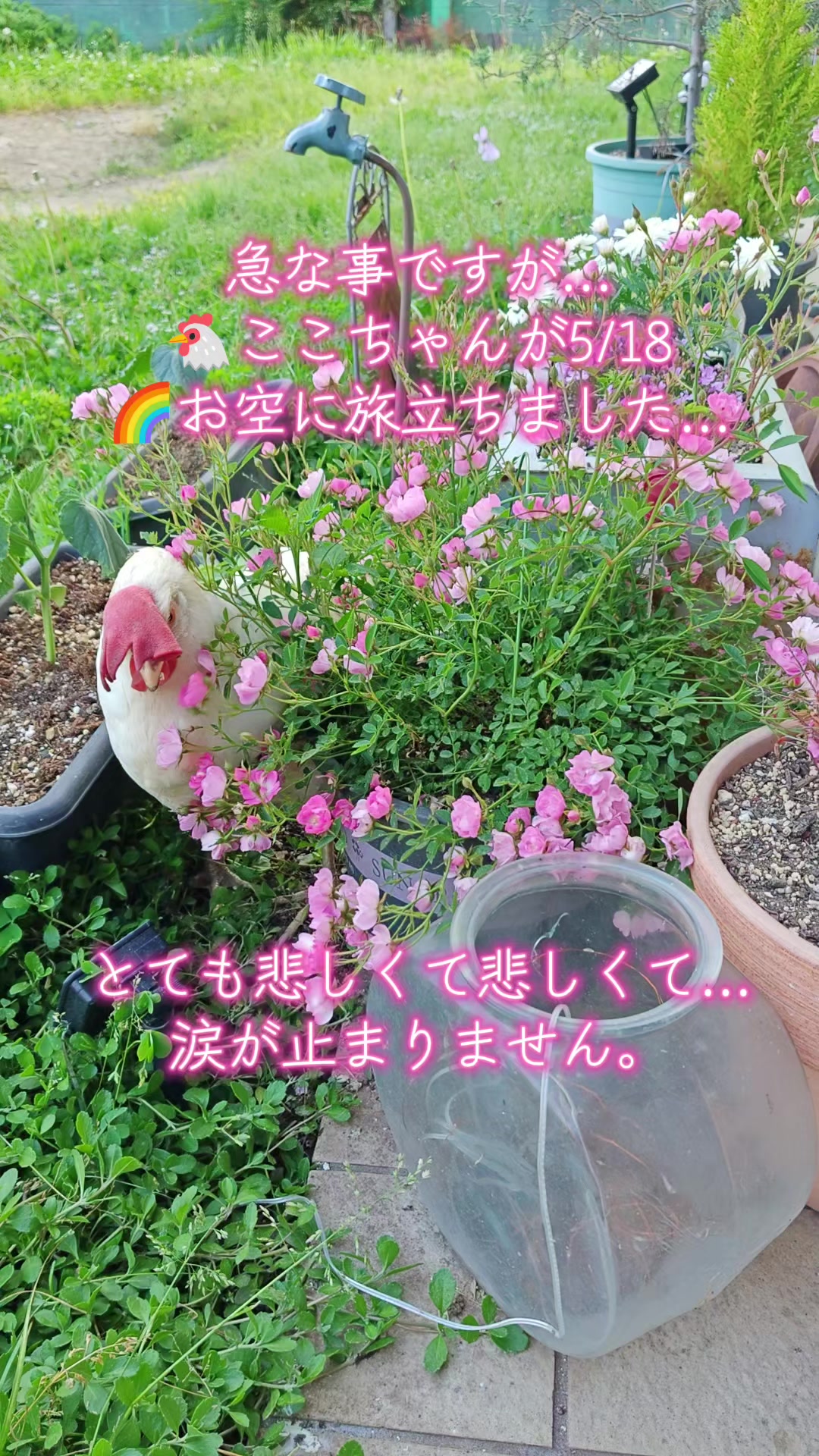 @ANIMAL♡M