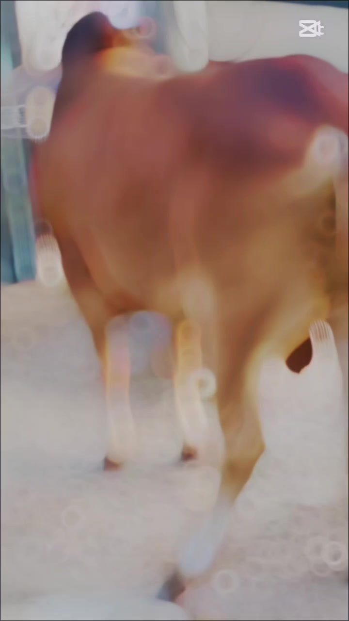 @msaadsaeed313