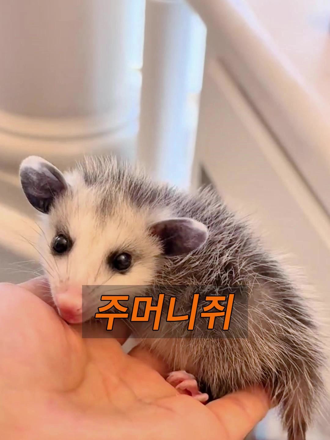 @삼촌Cut2025
