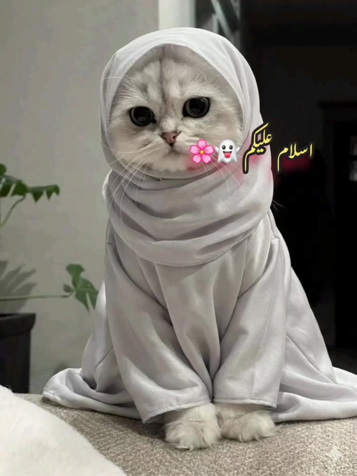 @7inchkingkhan