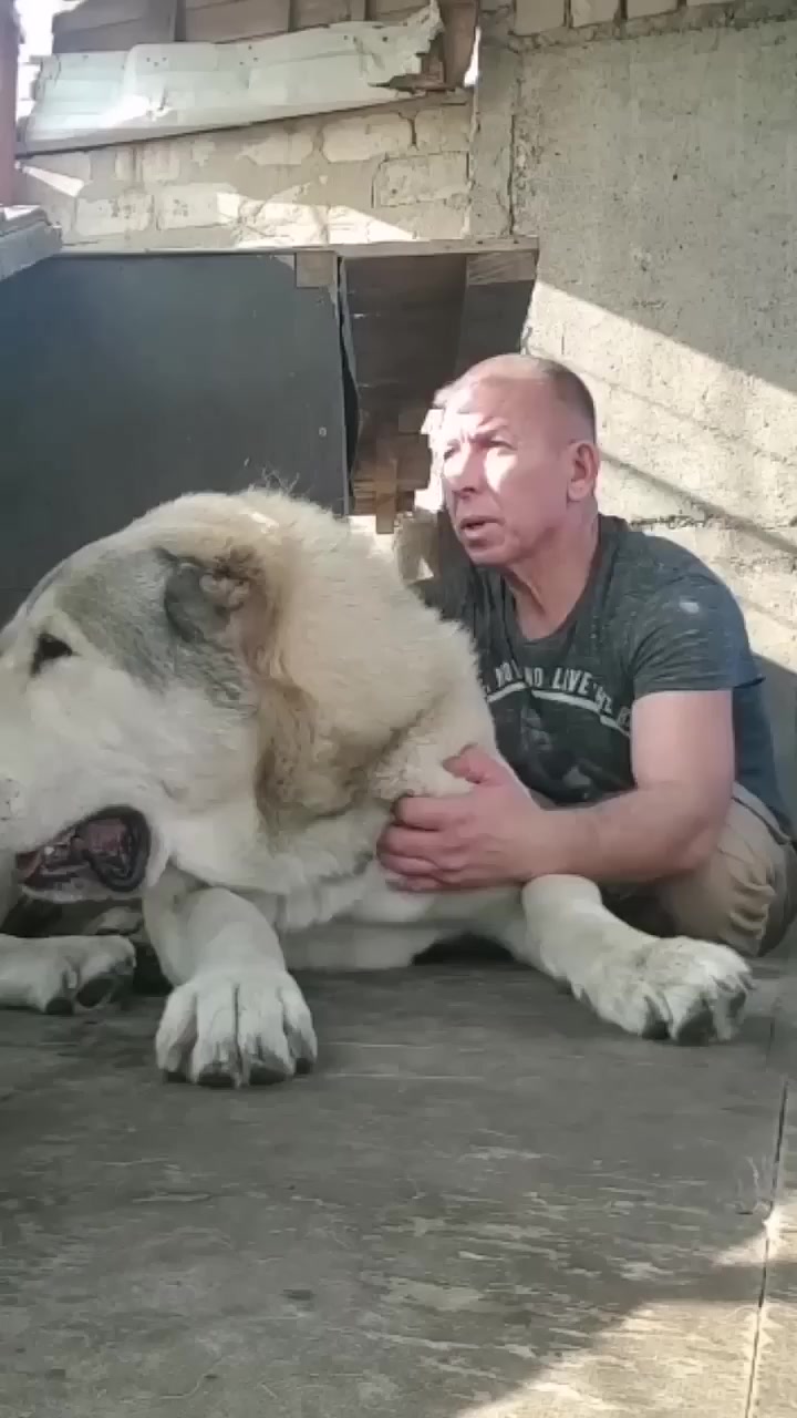 @şəmkir👊