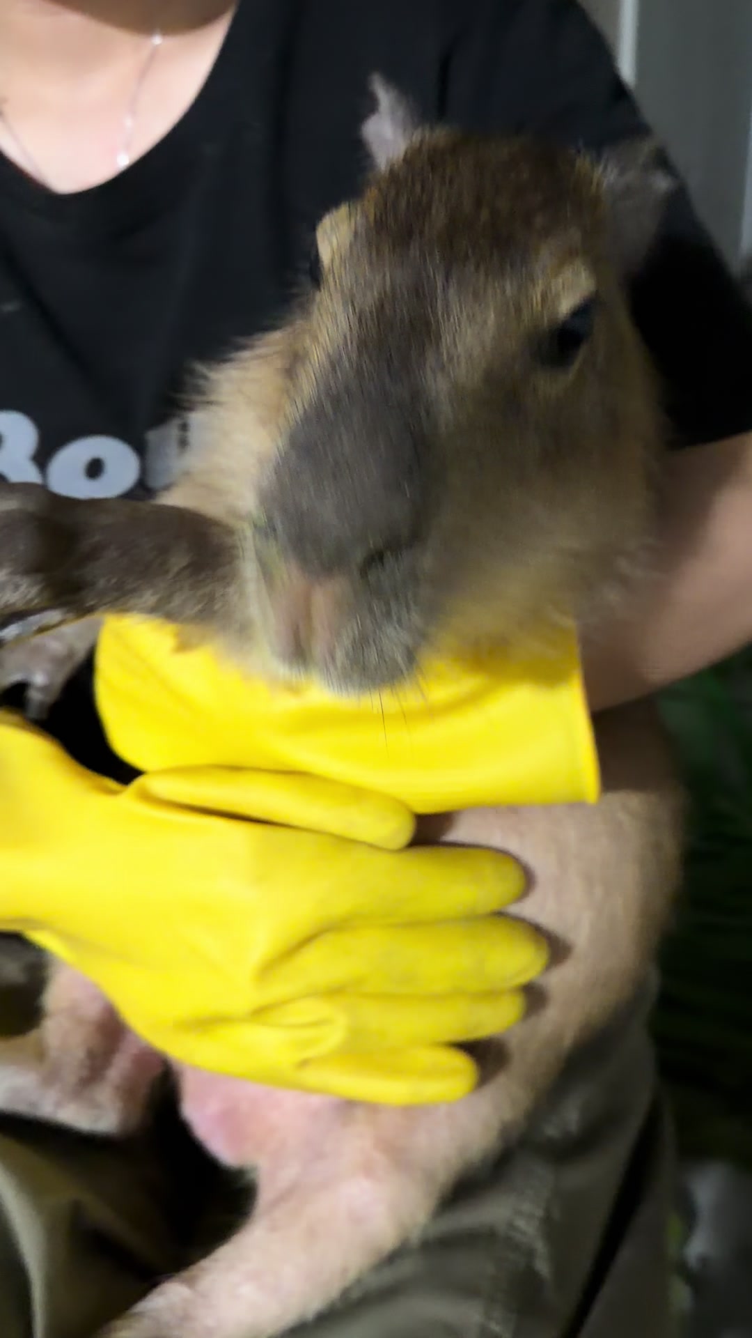 @capybara121224