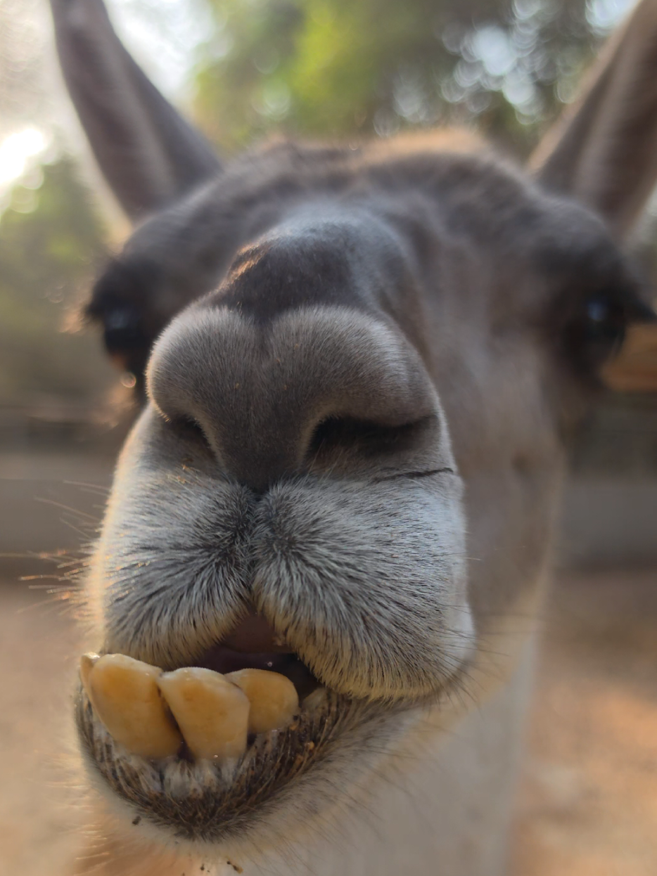 @funny:)animalsbytwins