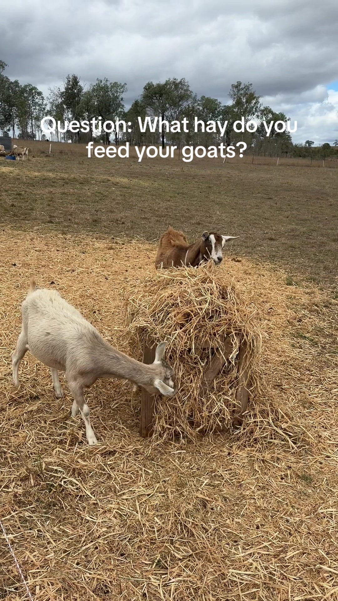 @Thegoatfather