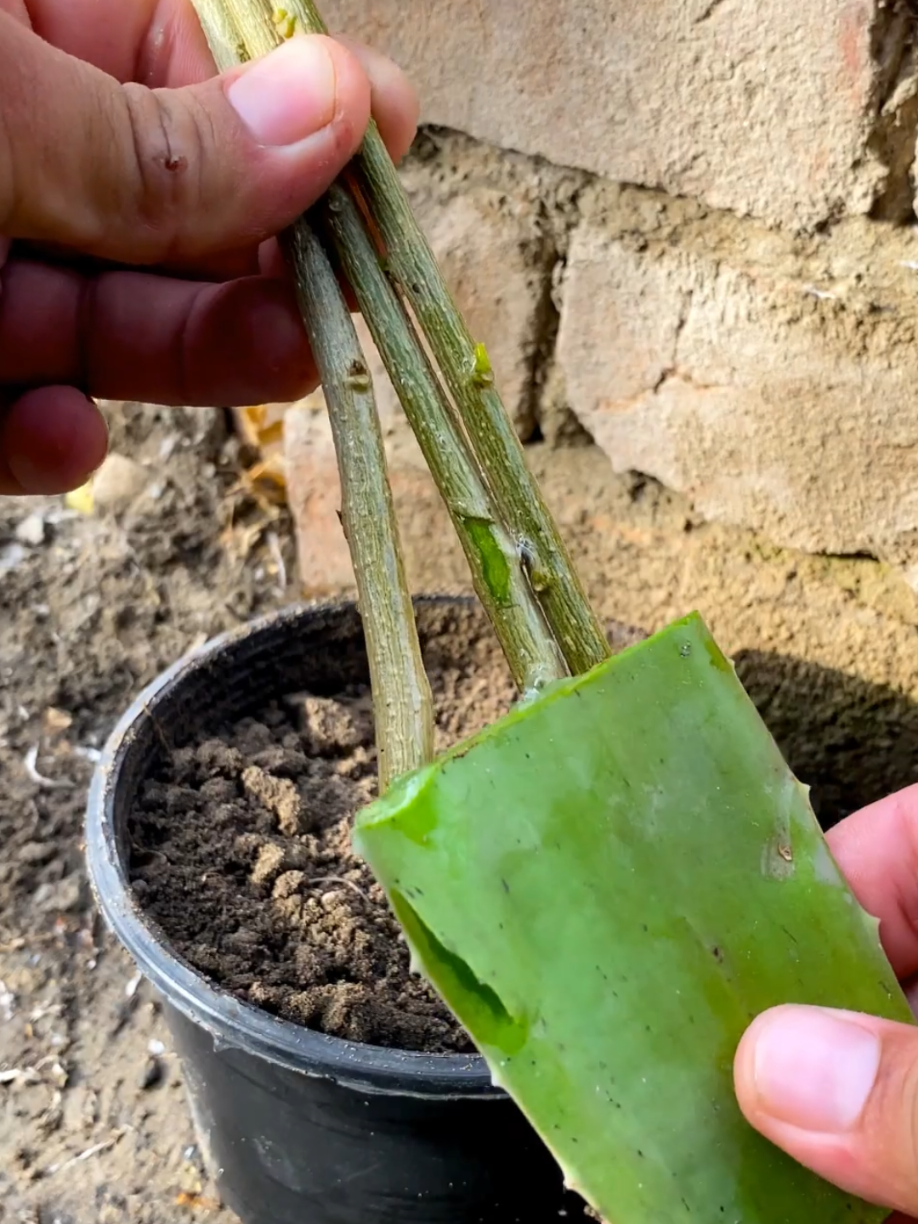 @PlantsLife