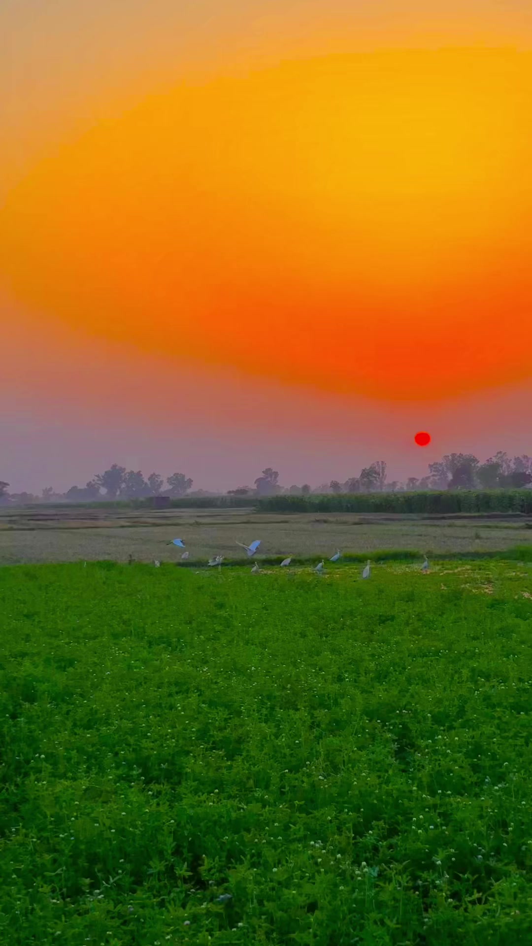 @🌹🌾☘️ پنجابی منڈا 🌸🪴🌹