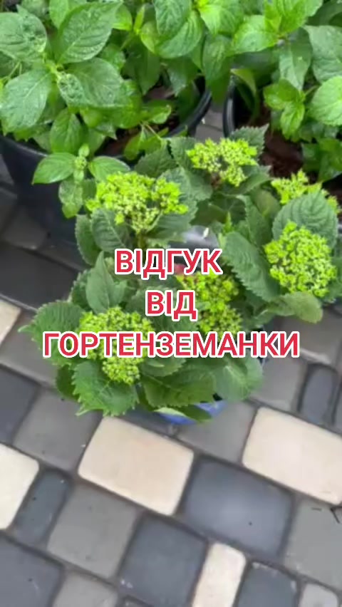 @🦋 Larisa_Fedorovna 💐