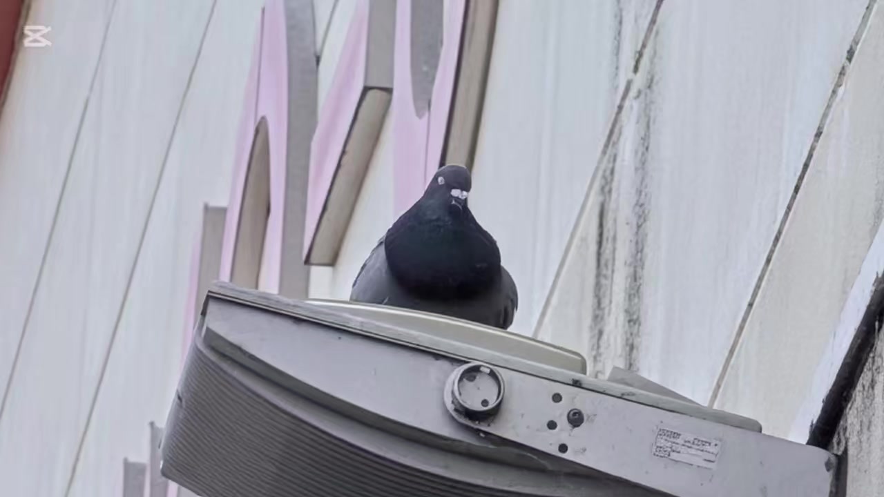 @自由人