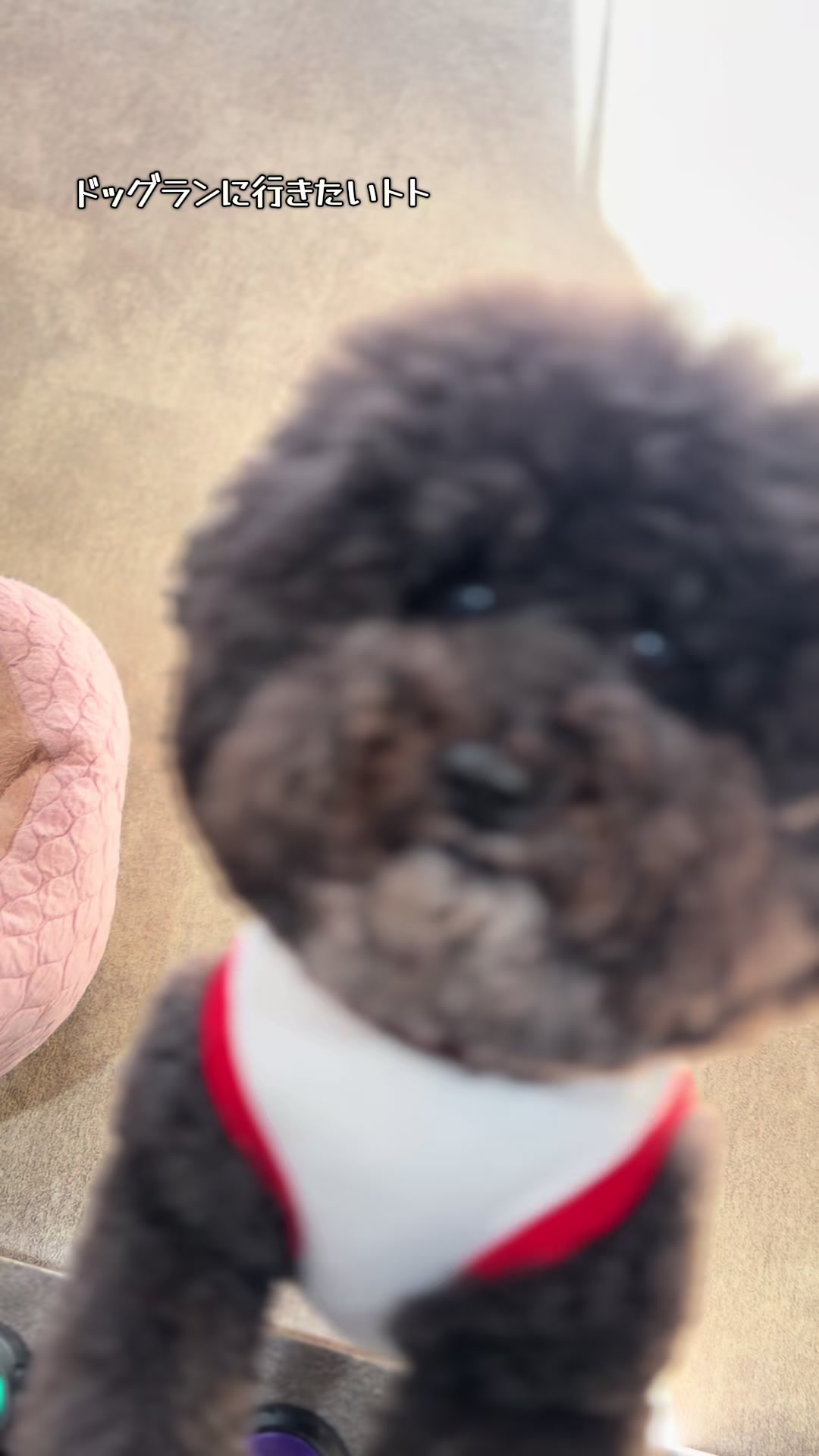 @Wag_nakashibetsu