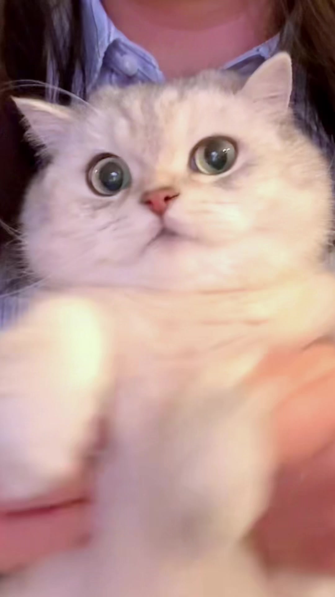@Ollie the Cat