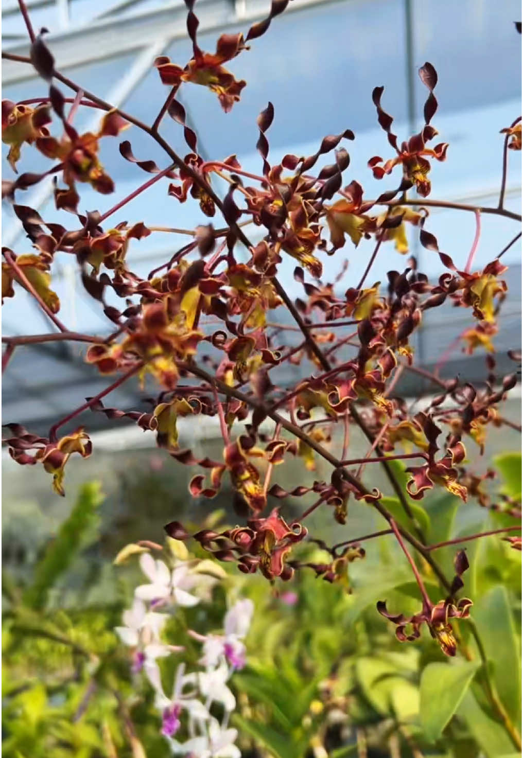 @Anggina Orchid