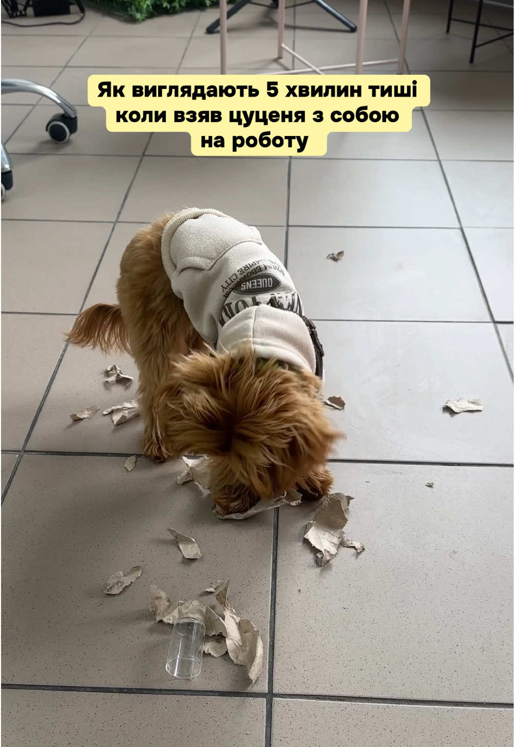 @Мальтипух Кіра