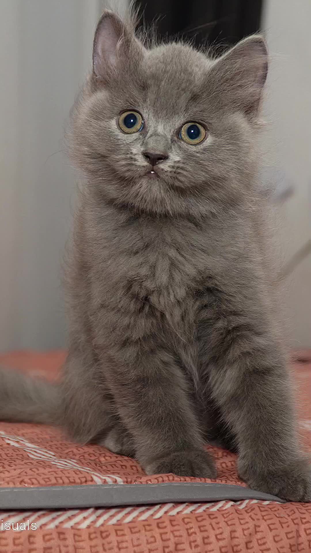 @Leo_and_Chase