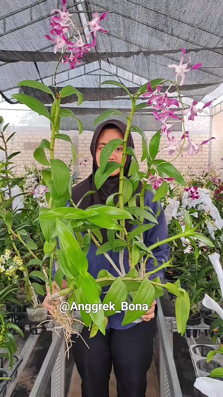 @@Anggrek_Bona