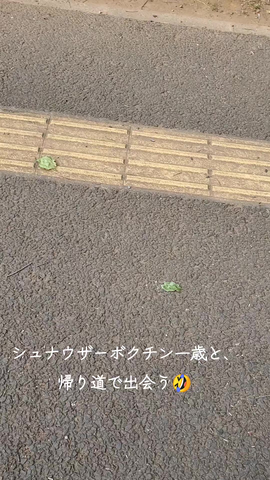 @タイガーコロンあぶちゃん