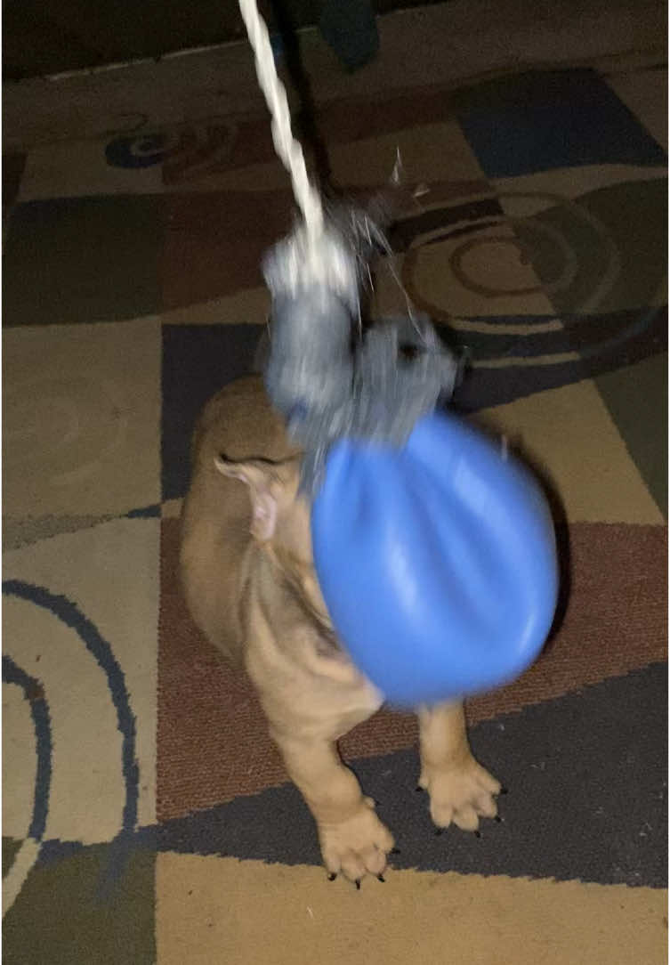 @DSGKENNELS