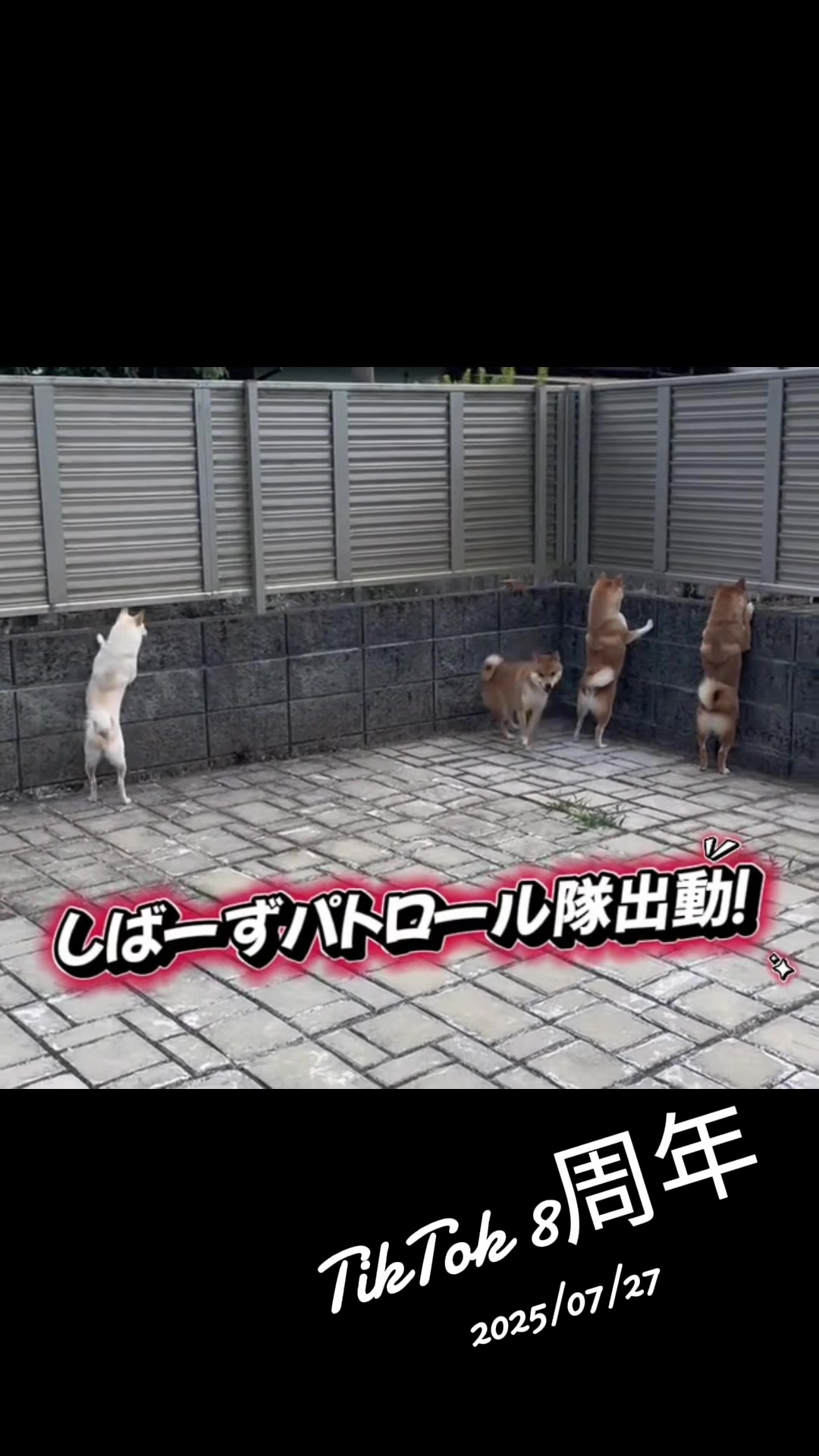 @こまめとしばーず🐾