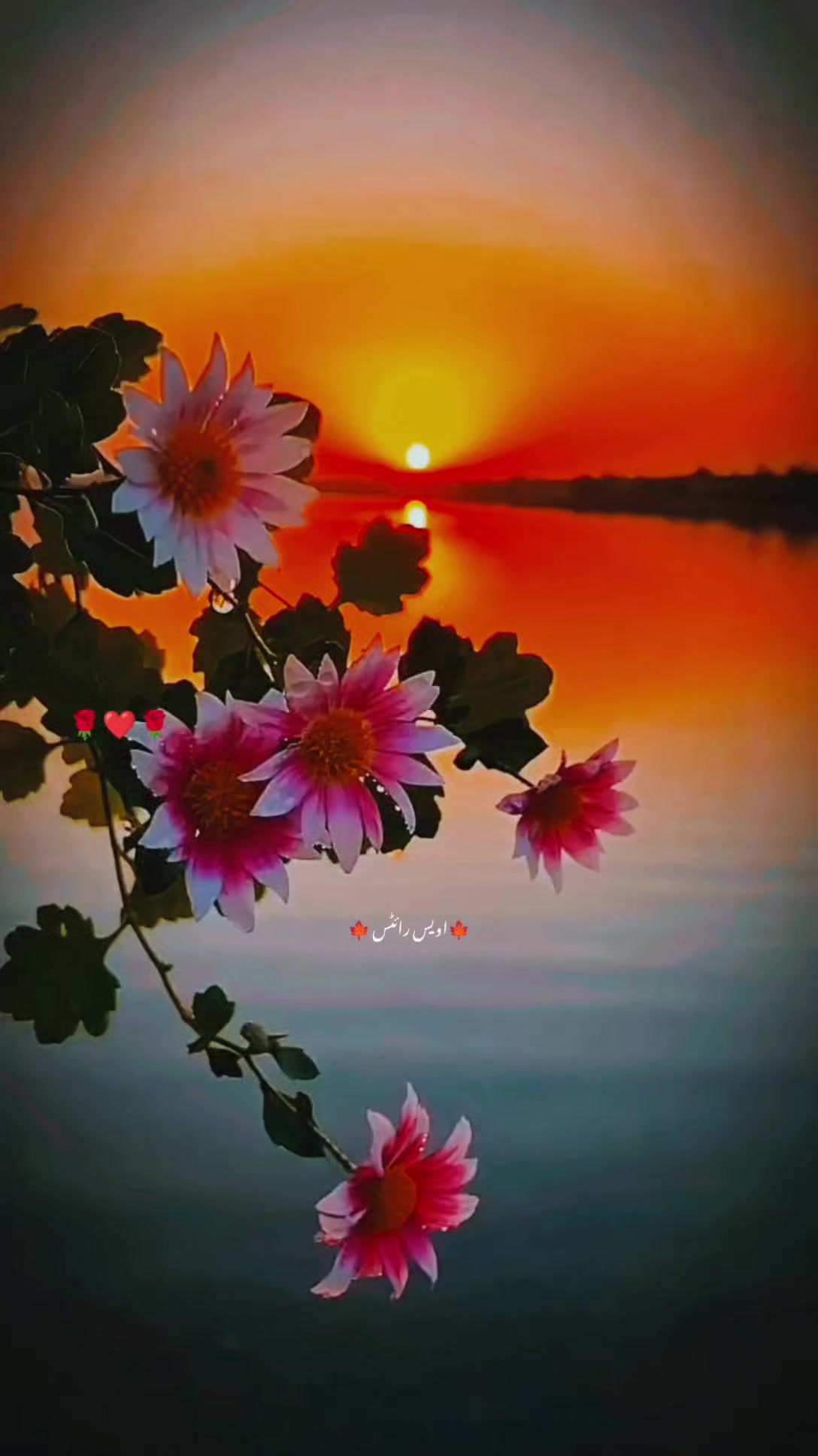 @𝐀𝐰𝐚𝐢𝐬 𝐙𝐚𝐟𝐚𝐫