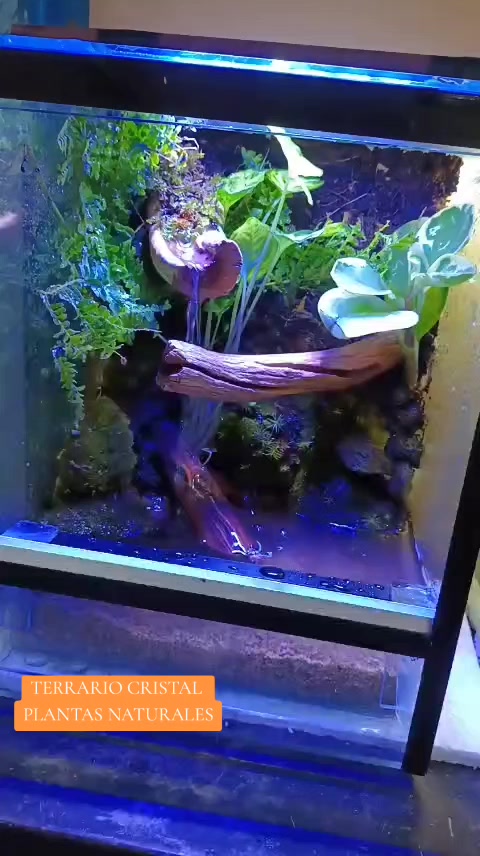@Rodrigo EXOTIC AQUARIO