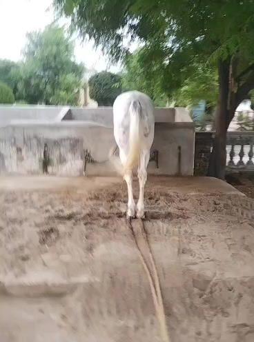 @Farasat Ali Ranjha Awan