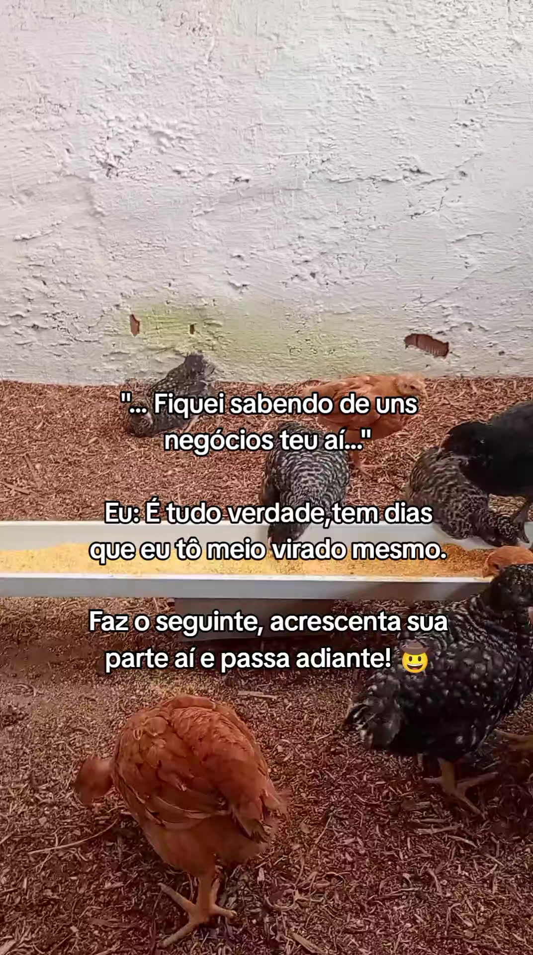 @Criatório Fênix 🐦🔥