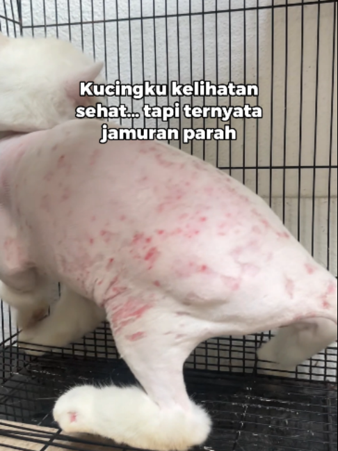 @Faunafella Care