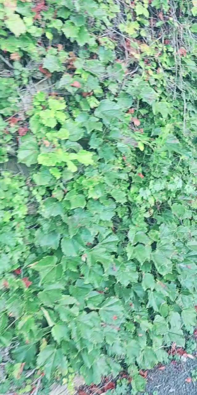 @커피향