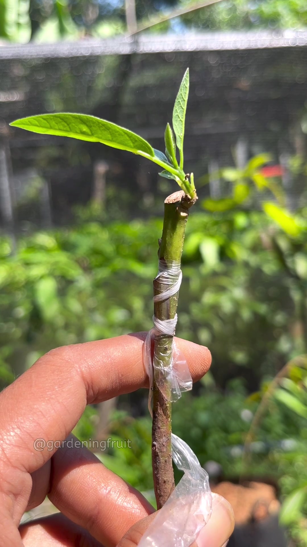 @GardeningFruits