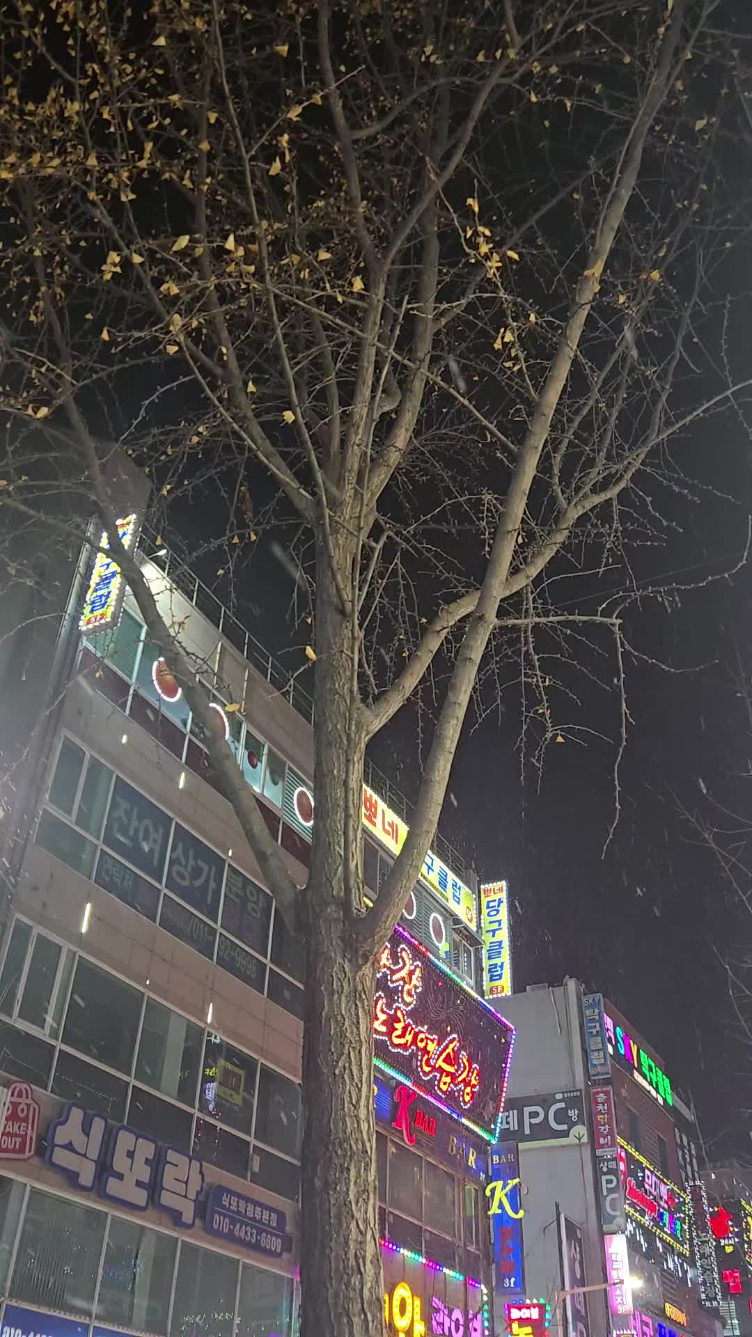 @쑥부쟁이