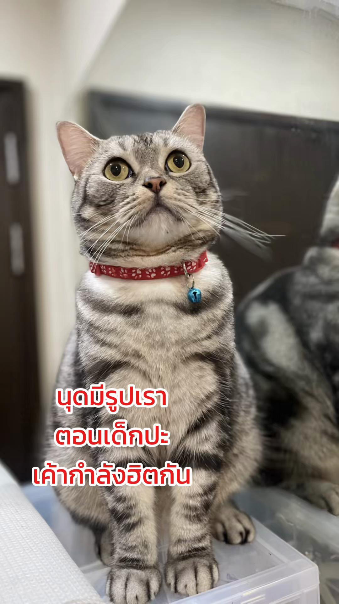@Nitchawi95
