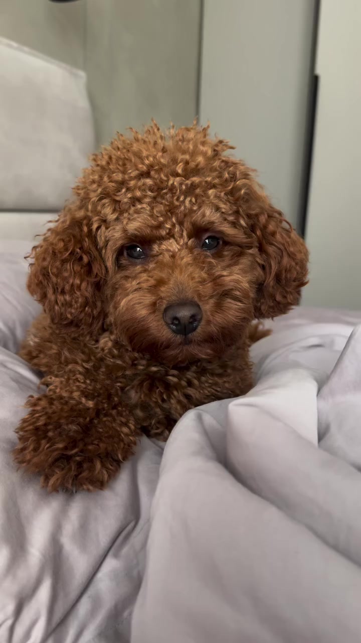 @Наталья Пудель 🐩