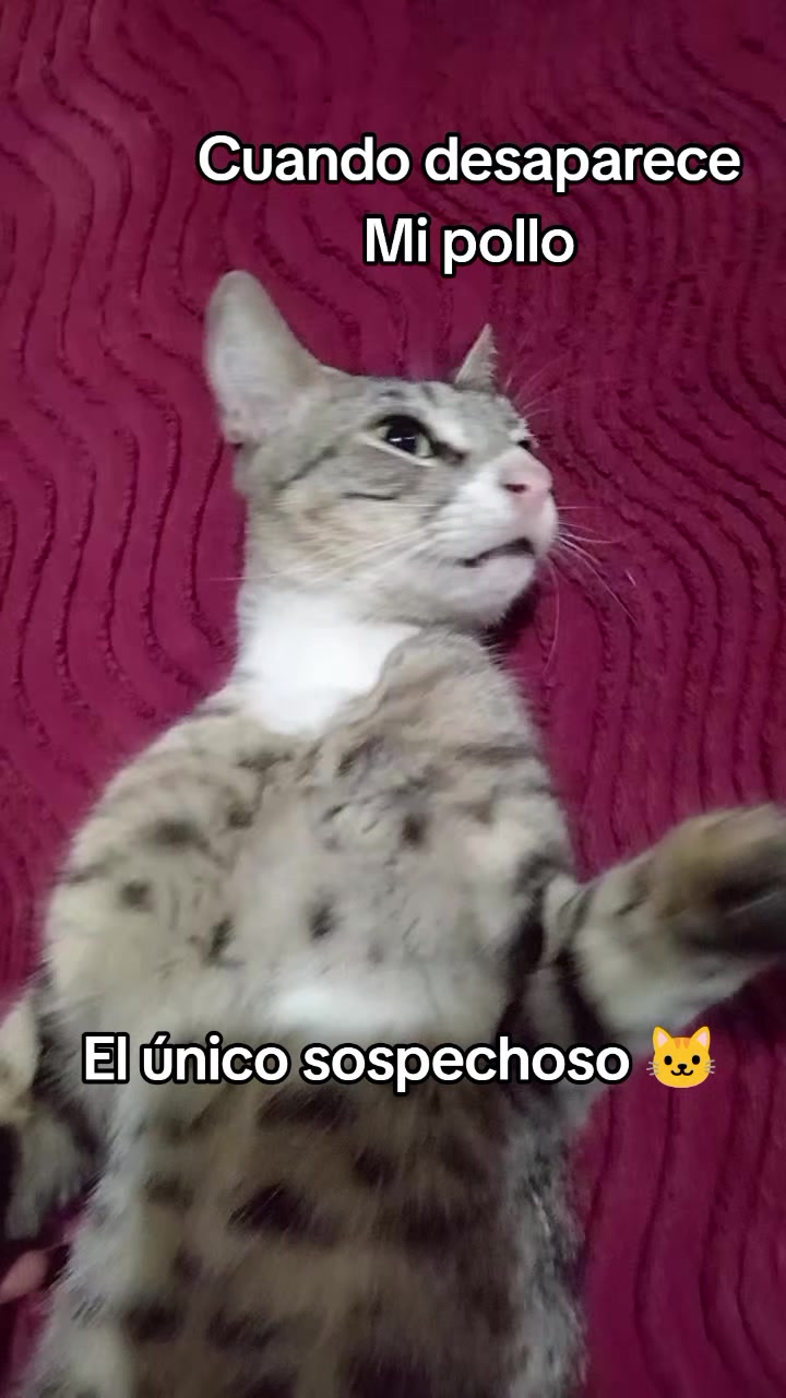 @Daily Gômez