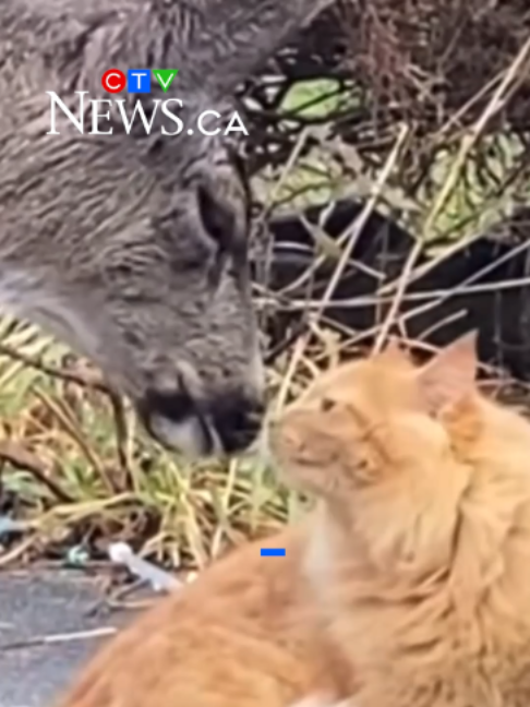 @CTV News Vancouver Island