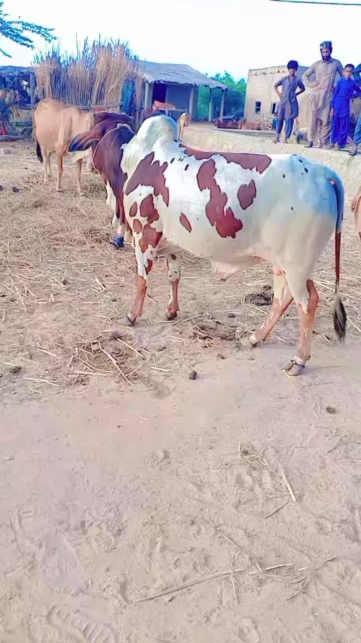 @Tahir Jera