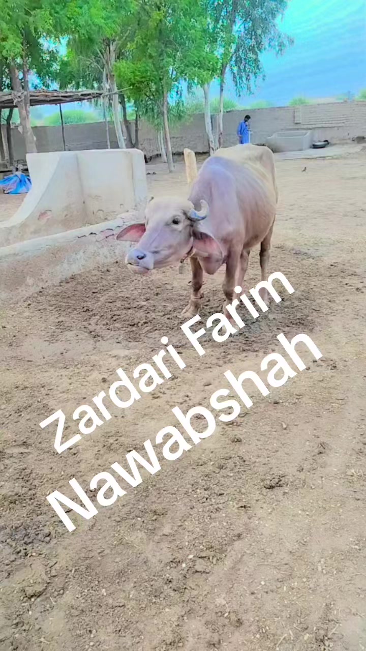 @sabir Hussain Zardari 110