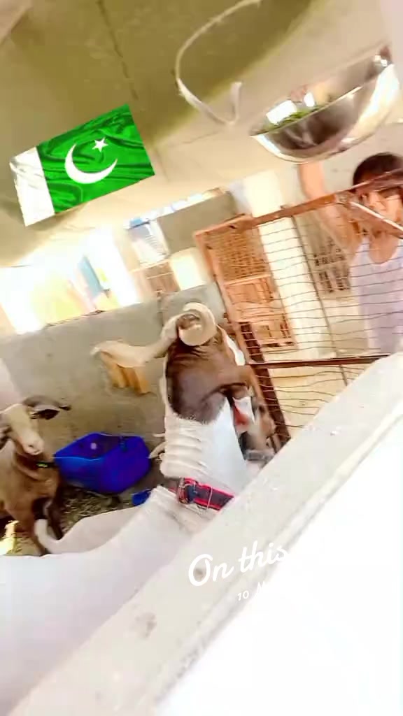 @Mustafa Goats