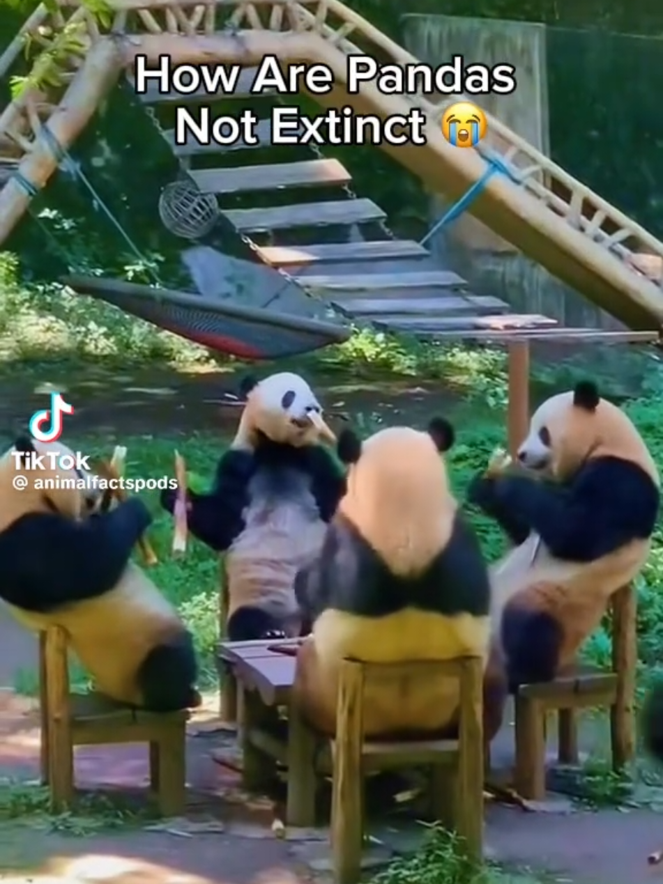 @Funny Video Reels