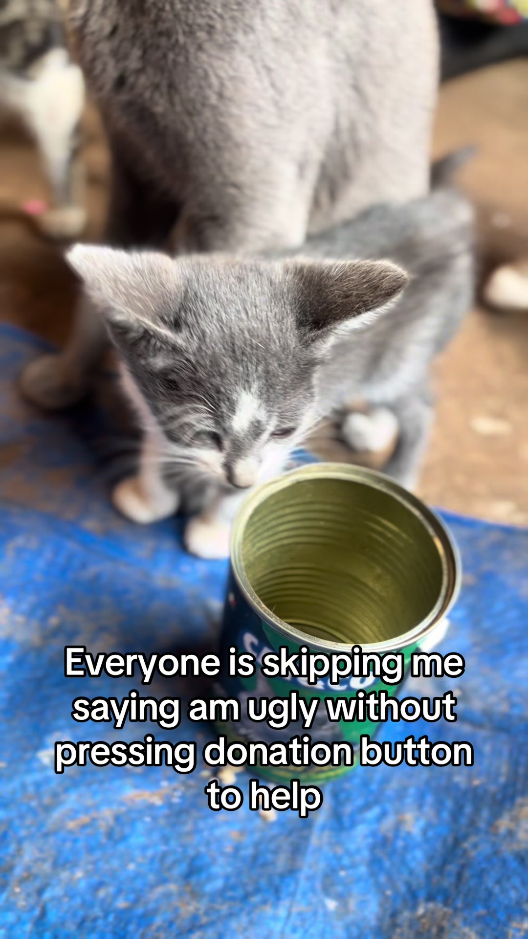 @D strays