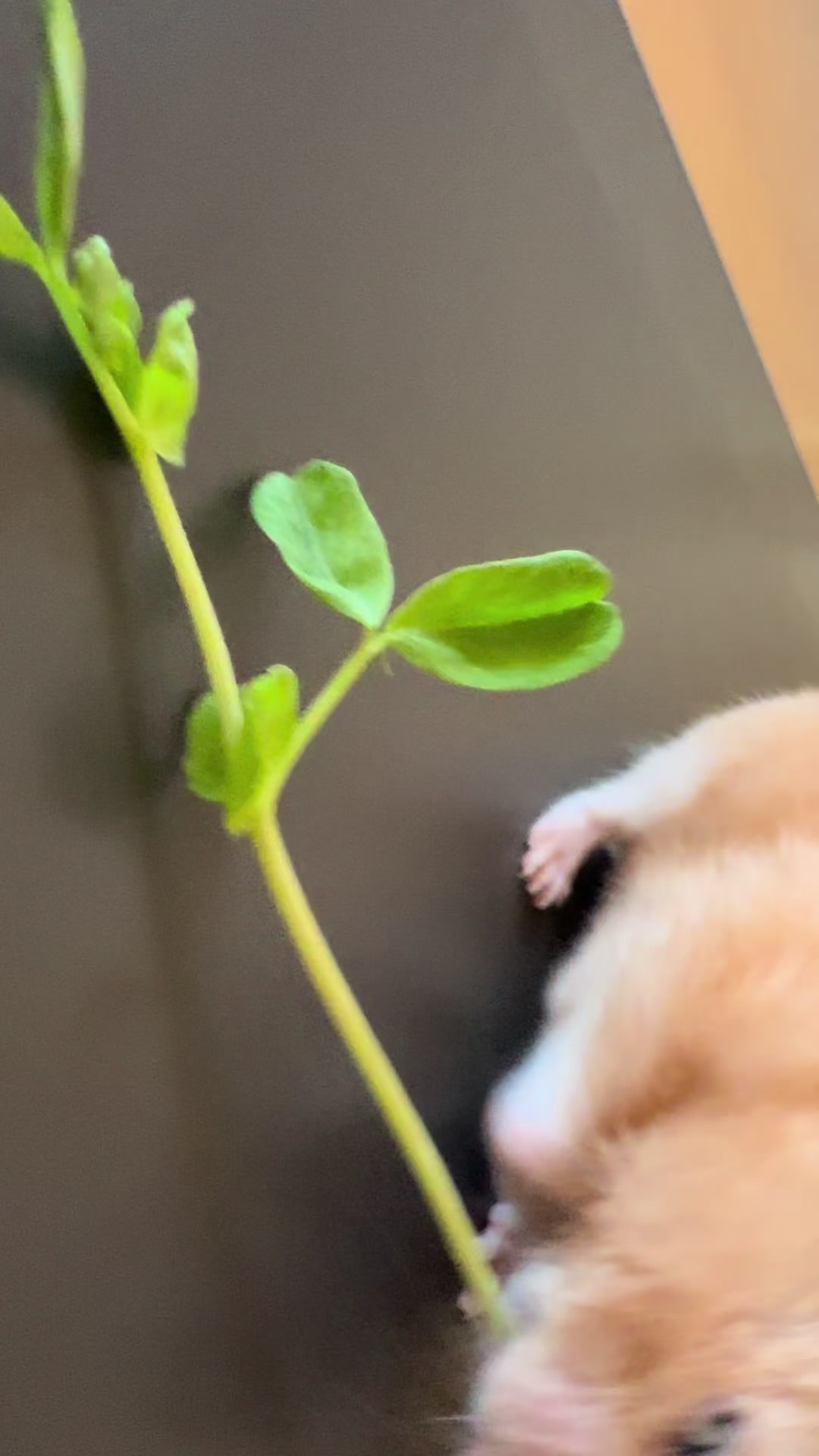 @ใใ P๐๐