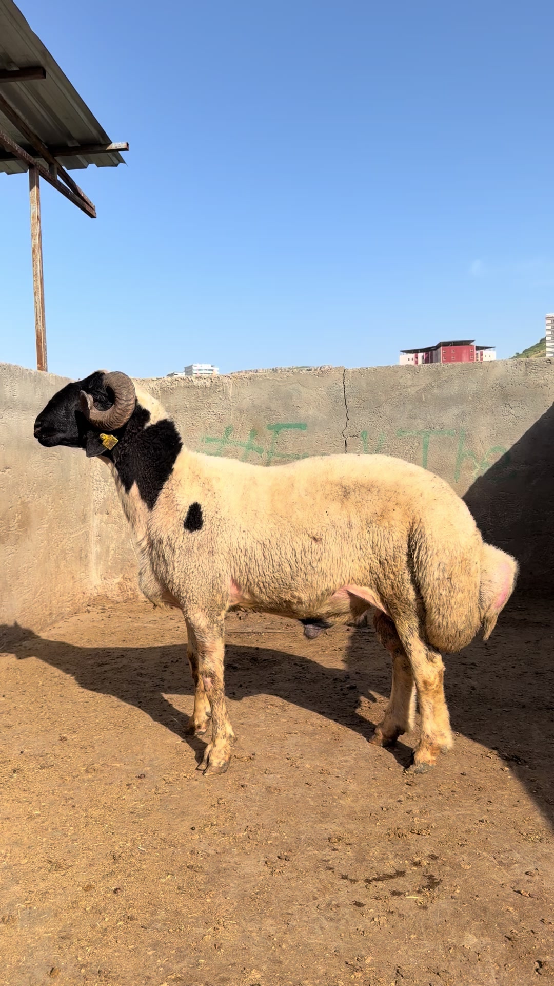@Sefa cırık