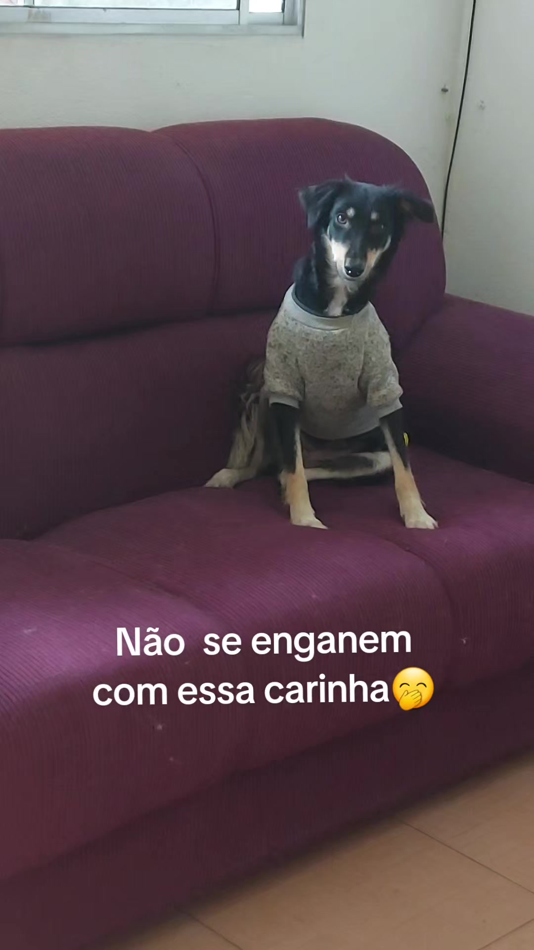 @Tropa da Fatinha🐶🐱🐎...