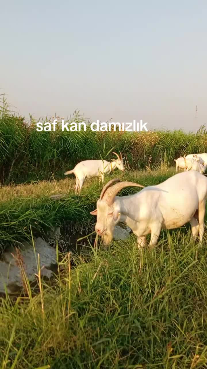 @Mustafa✔️Malçok✔️