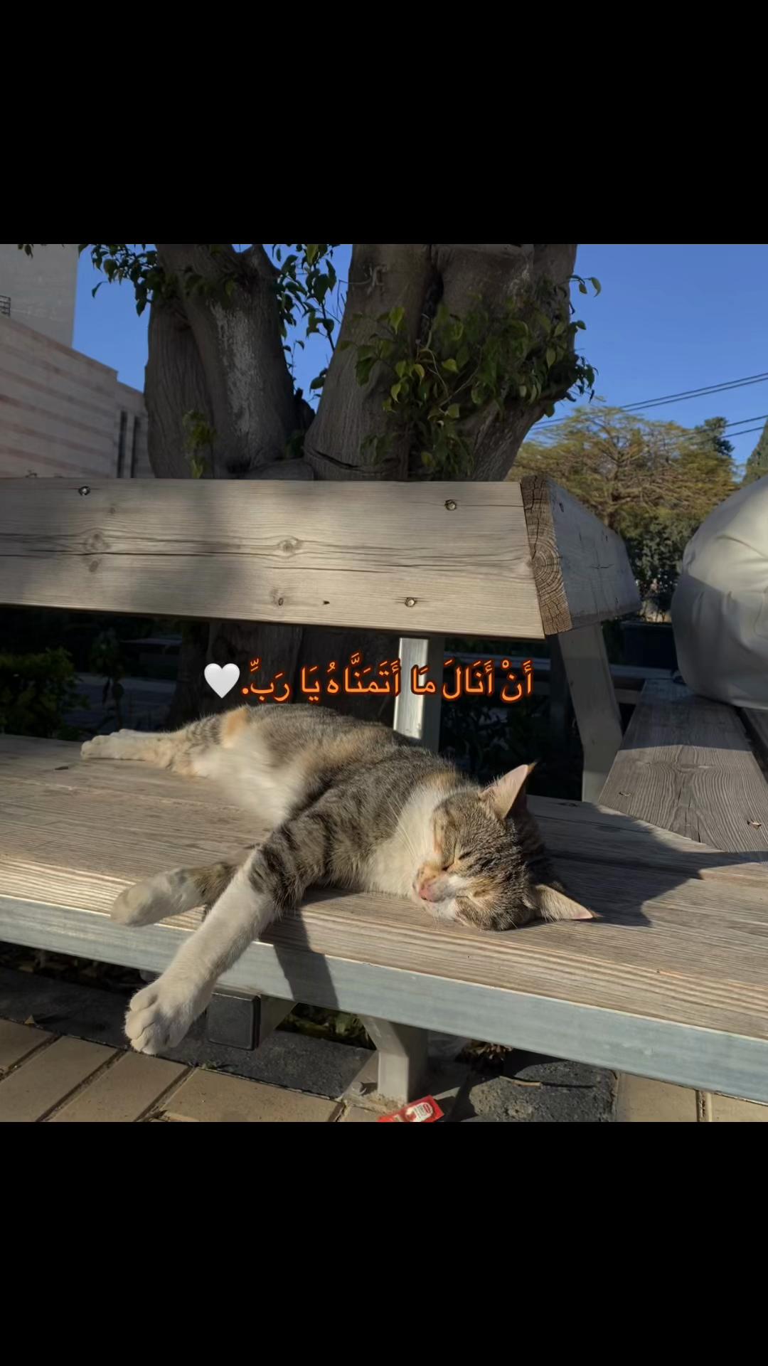 @mariam kittaneh