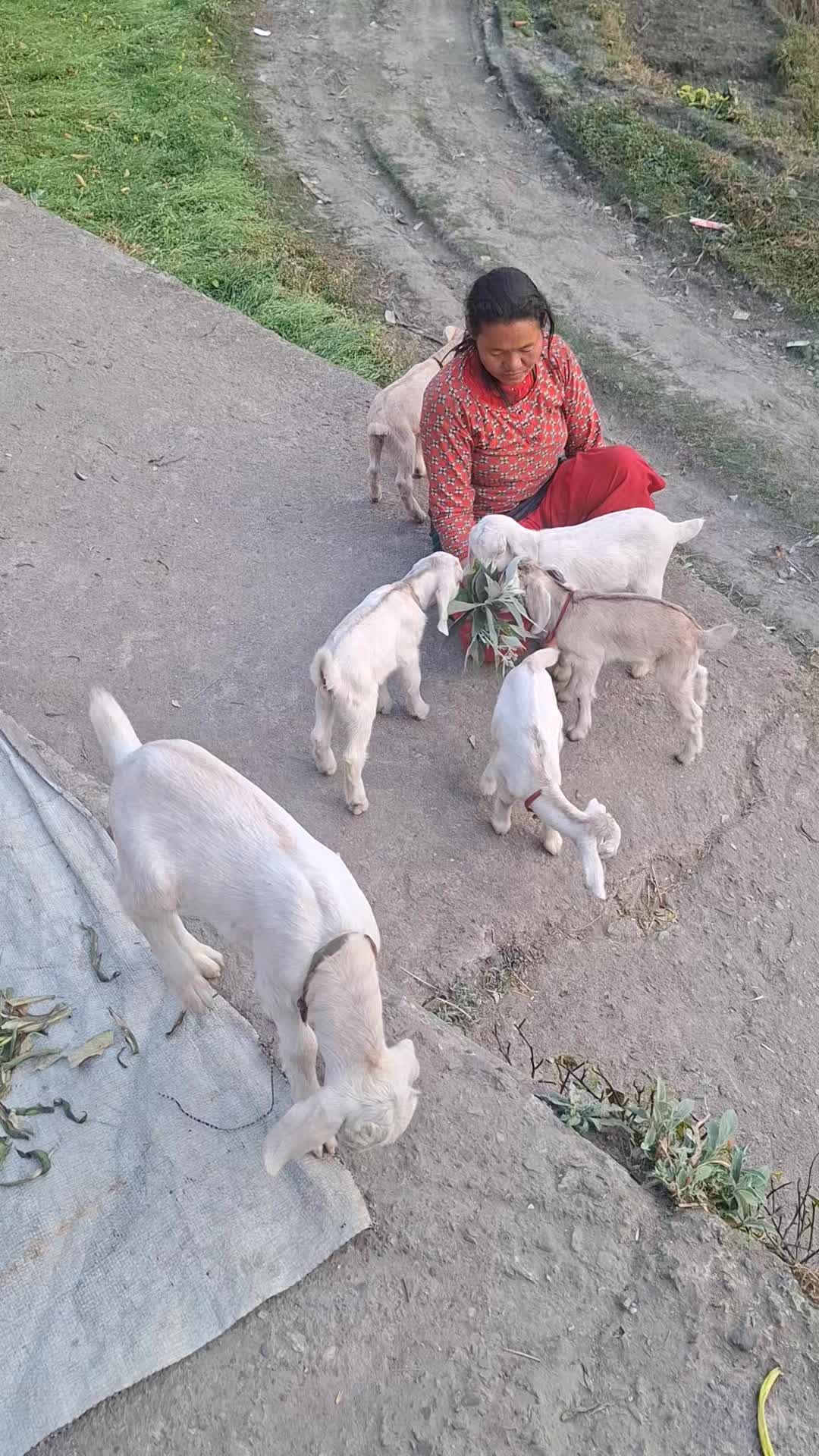 @Buddhi Tamang