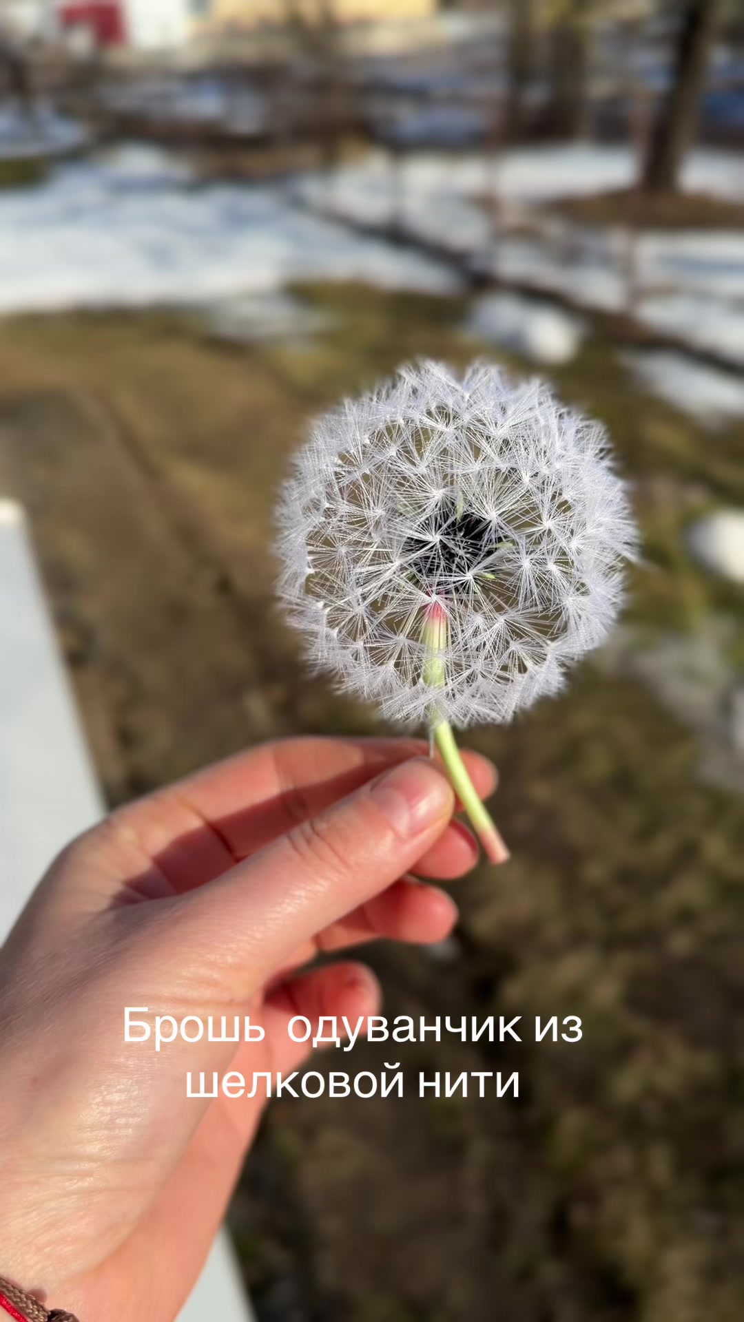 @tanya_forest_flowers
